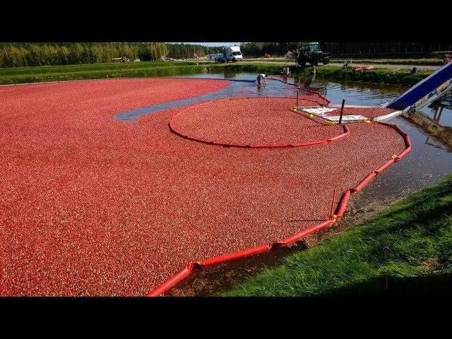 Zbi&oacute;r świeżej żurawiny w ogrodzie