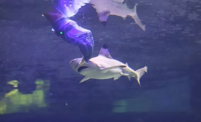 Oceanika Świętokrzyska Polana akwarium rekiny