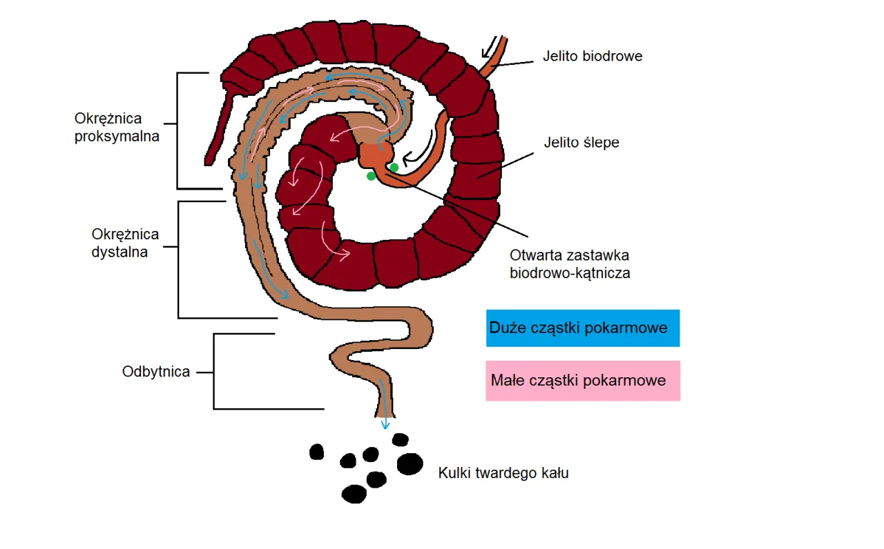 Szczeg&oacute;łowy schemat budowy jelita grubego z nazwami części