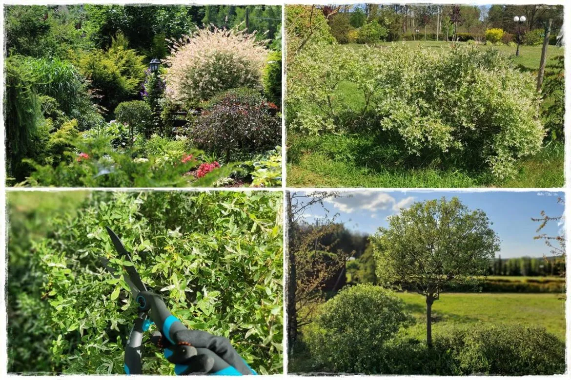 przycinanie wierzby hakuro nishiki przed i po