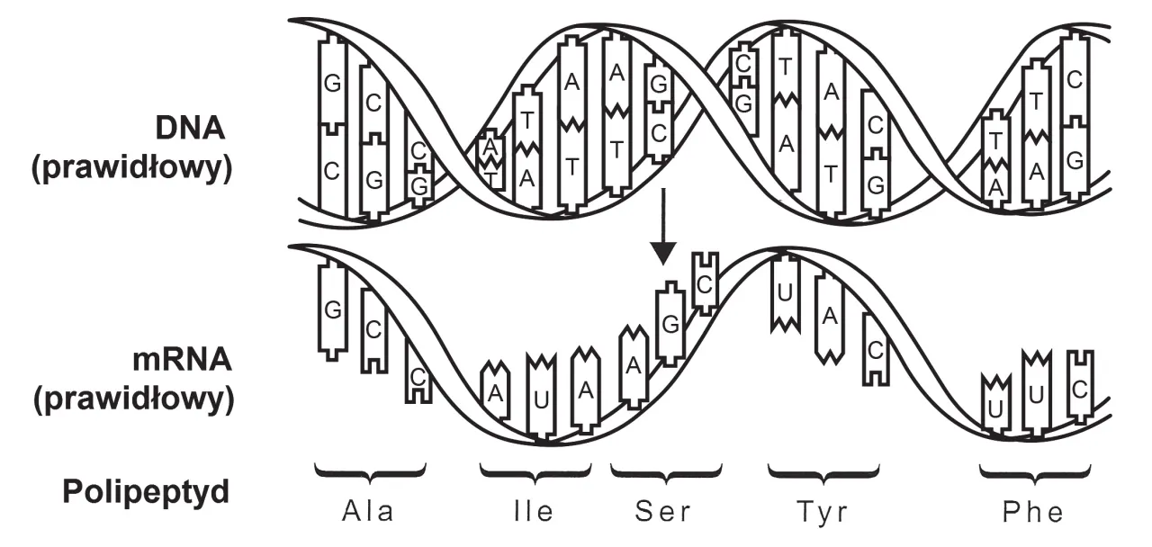 DNA, genetyka, autyzm, schemat