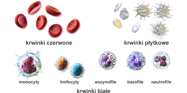 krew płytki krwinki czerwone