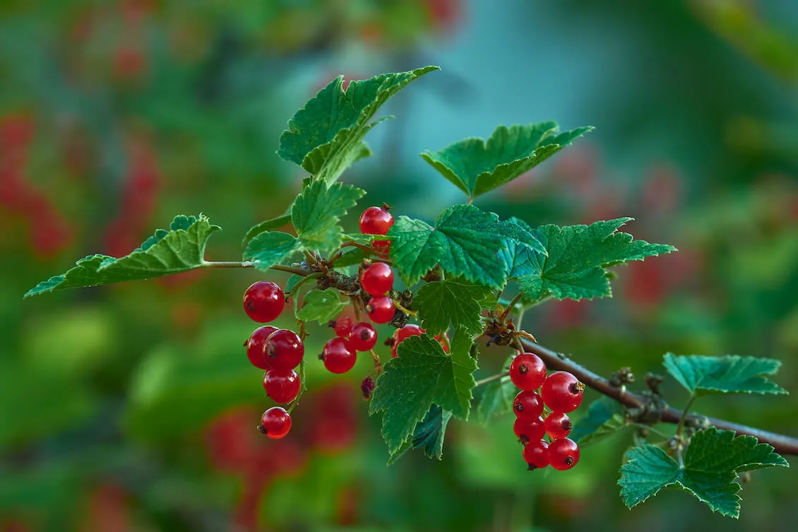 krzew czerwonej porzeczki z owocami
