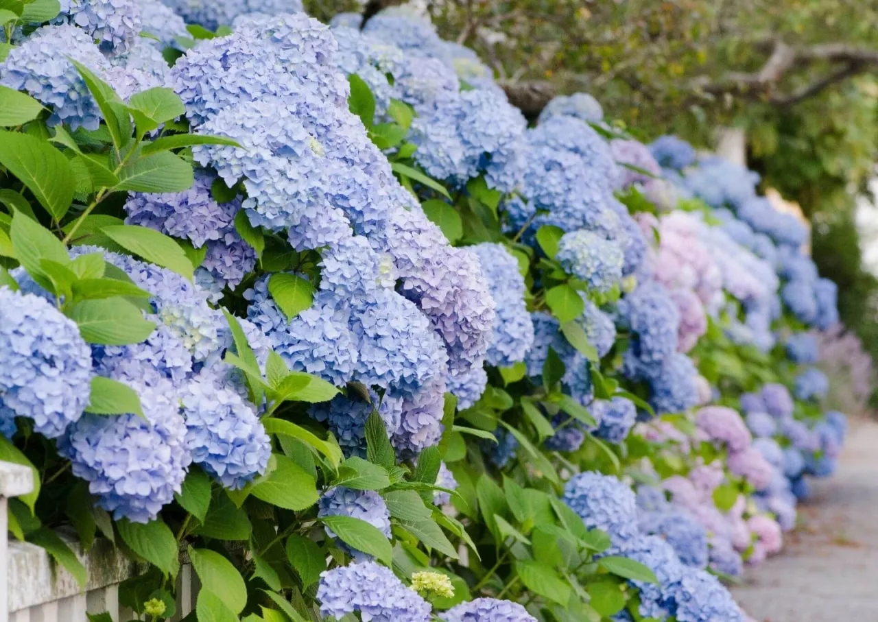 różne gatunki hortensji kwitnienie