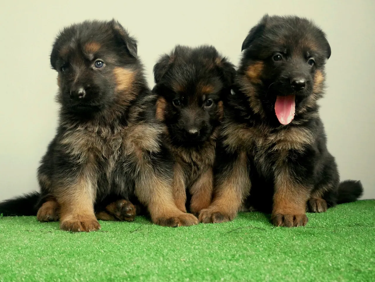 Szczeniaki owczarka niemieckiego z rodowodem