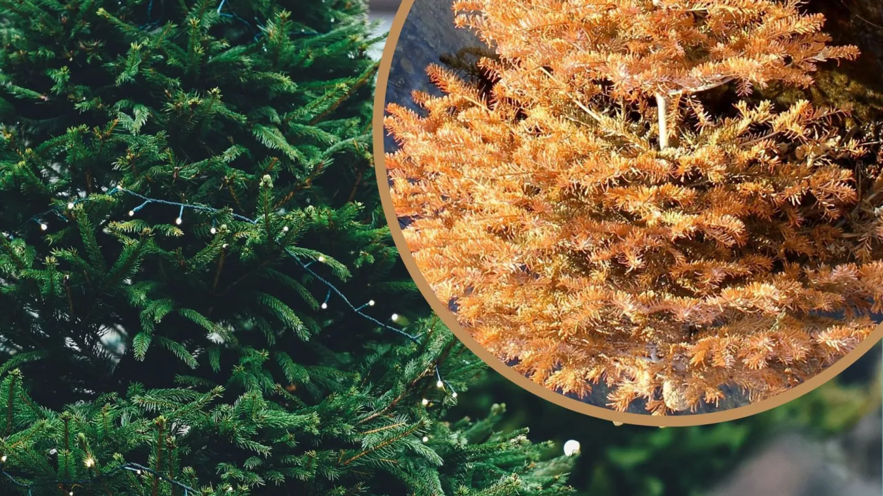 Przyczyny usychania choinki w doniczce