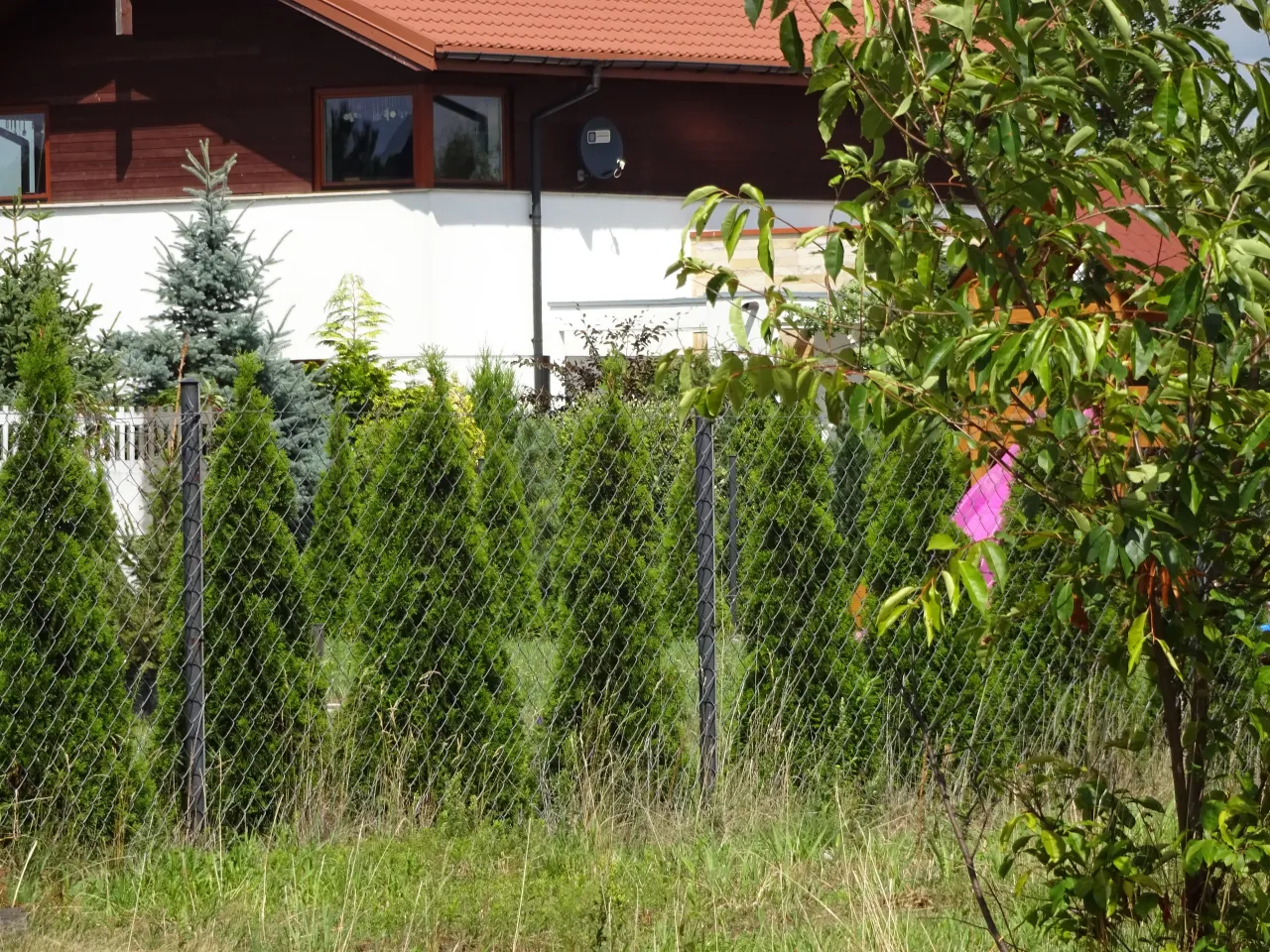 Tuje Szmaragd sadzenie żywopłotu