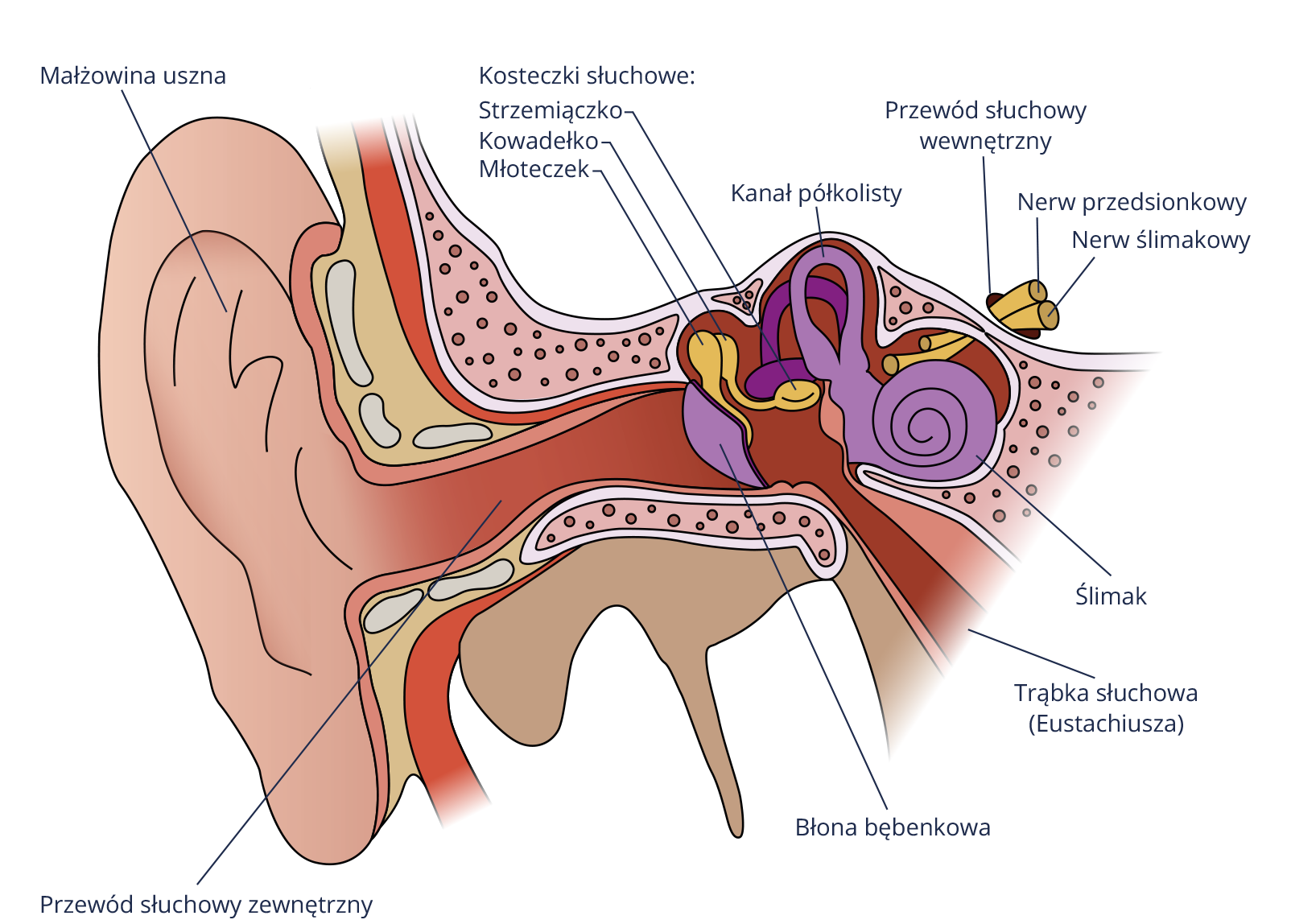 Schemat procesu słyszenia ucho środkowe