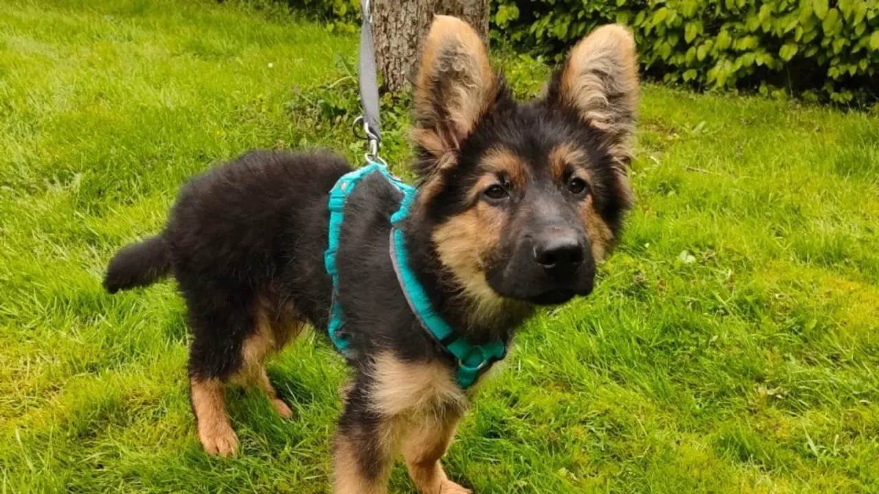 Owczarek niemiecki szczeniak z pseudohodowli