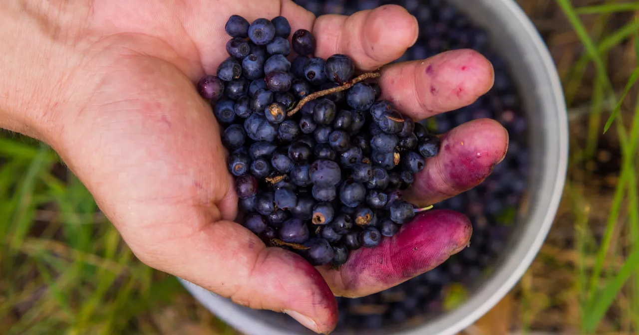 kalendarz sezonu jagodowego w Polsce