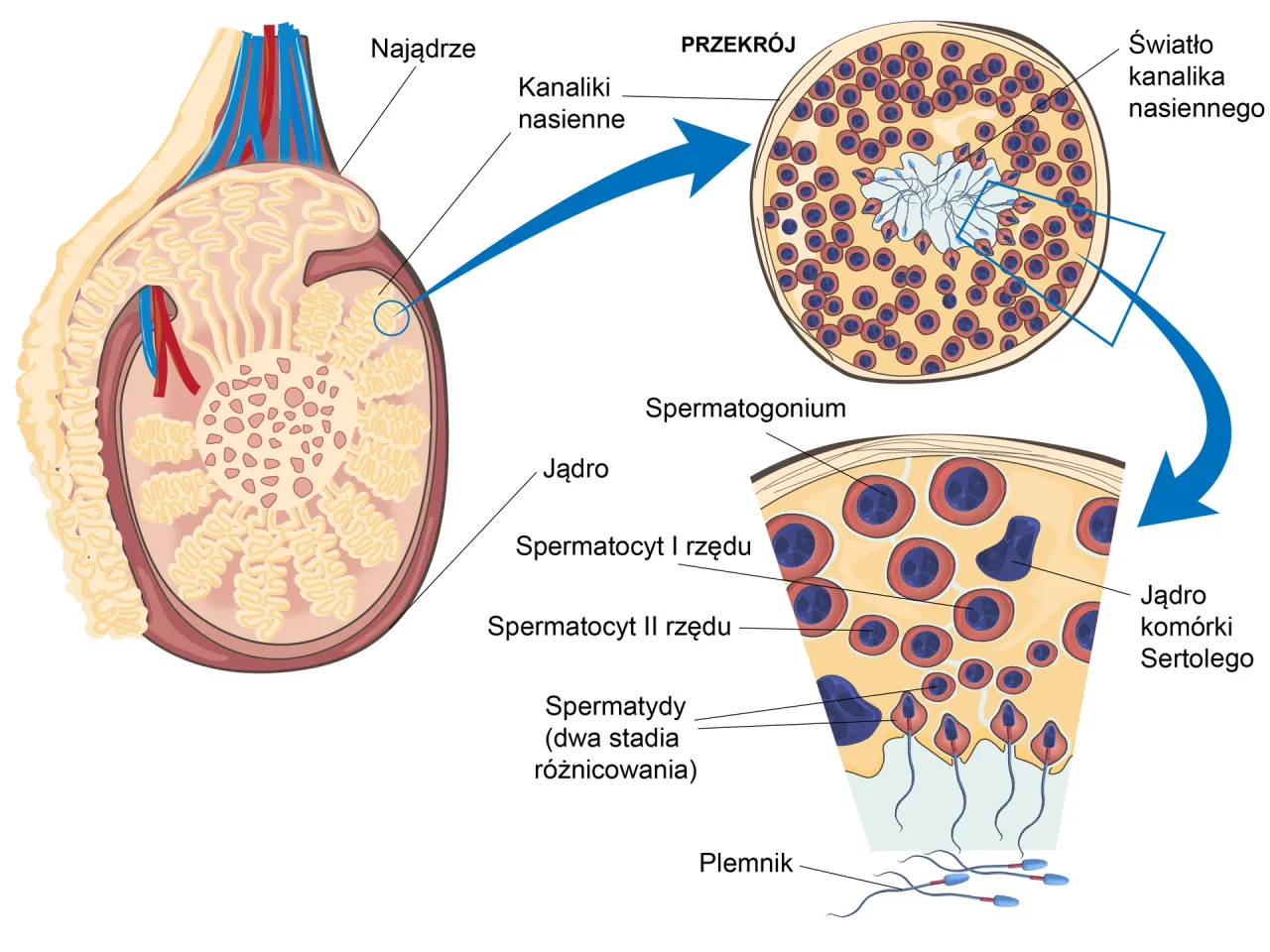 schemat spermatogenezy produkcja plemnik&oacute;w X Y