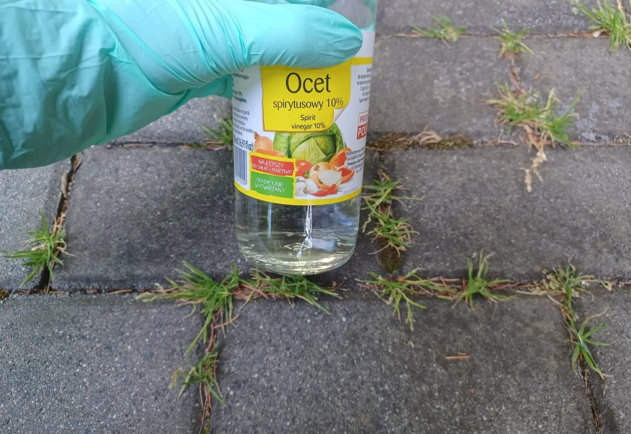 5 najtrudniejszych chwastów w polskich ogrodach