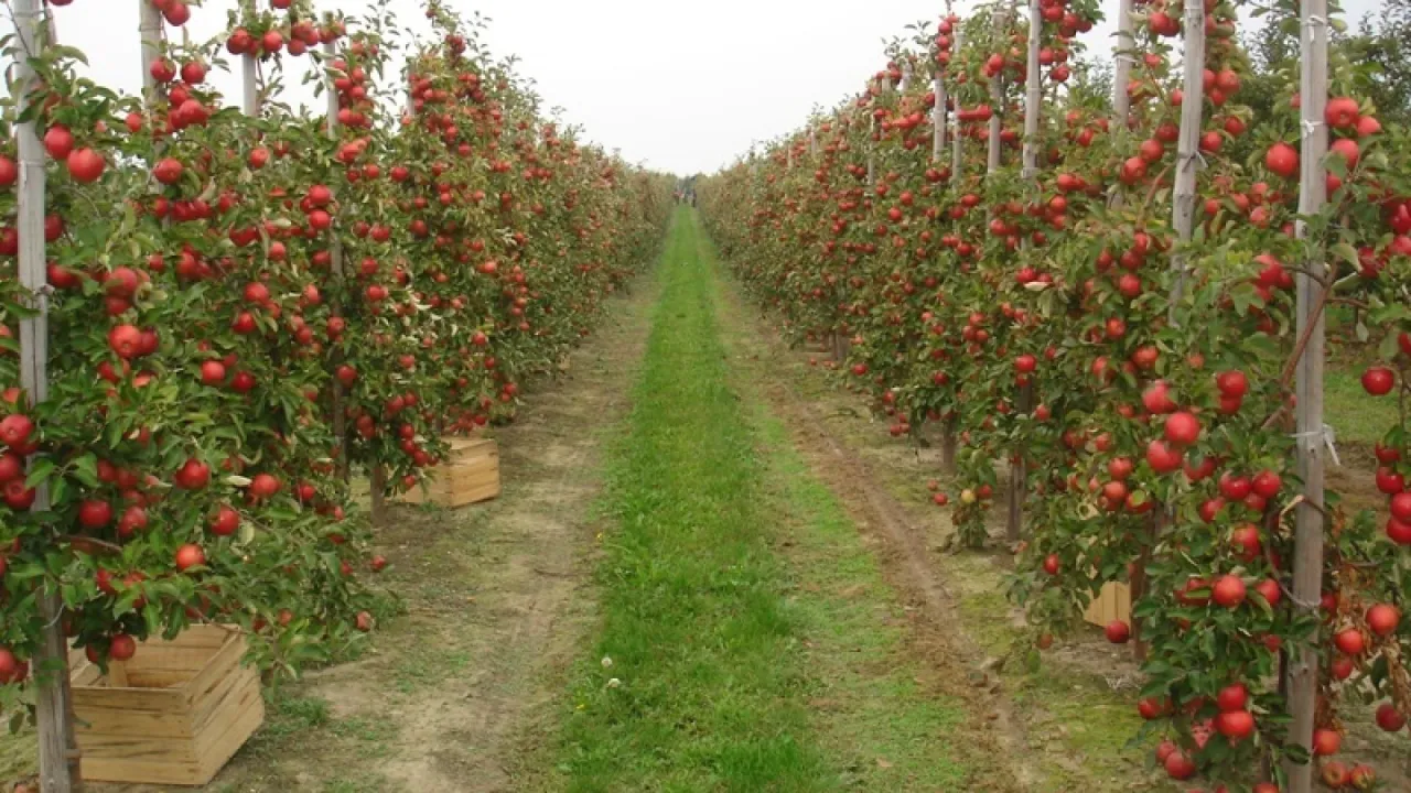 Rzędy jabłoni uginające się pod ciężarem czerwonych owoc&oacute;w, zapowiadające obfite zbiory. To widok z największych sad&oacute;w jabłek w Polsce.