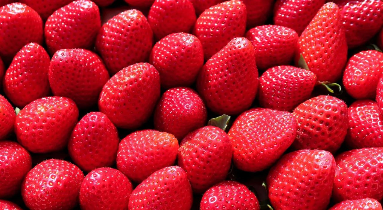 bezpieczne i toksyczne owoce dla kota infografika