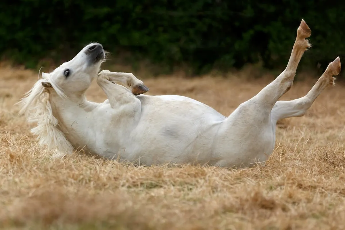 koń z kolką objawy
