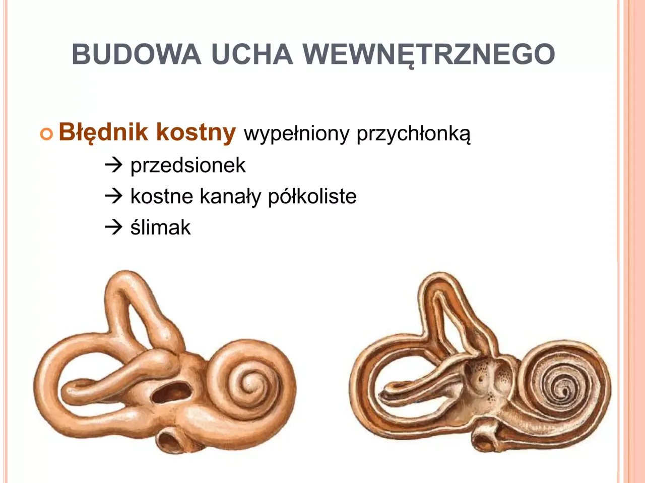 Ucho wewnętrzne błędnik schemat