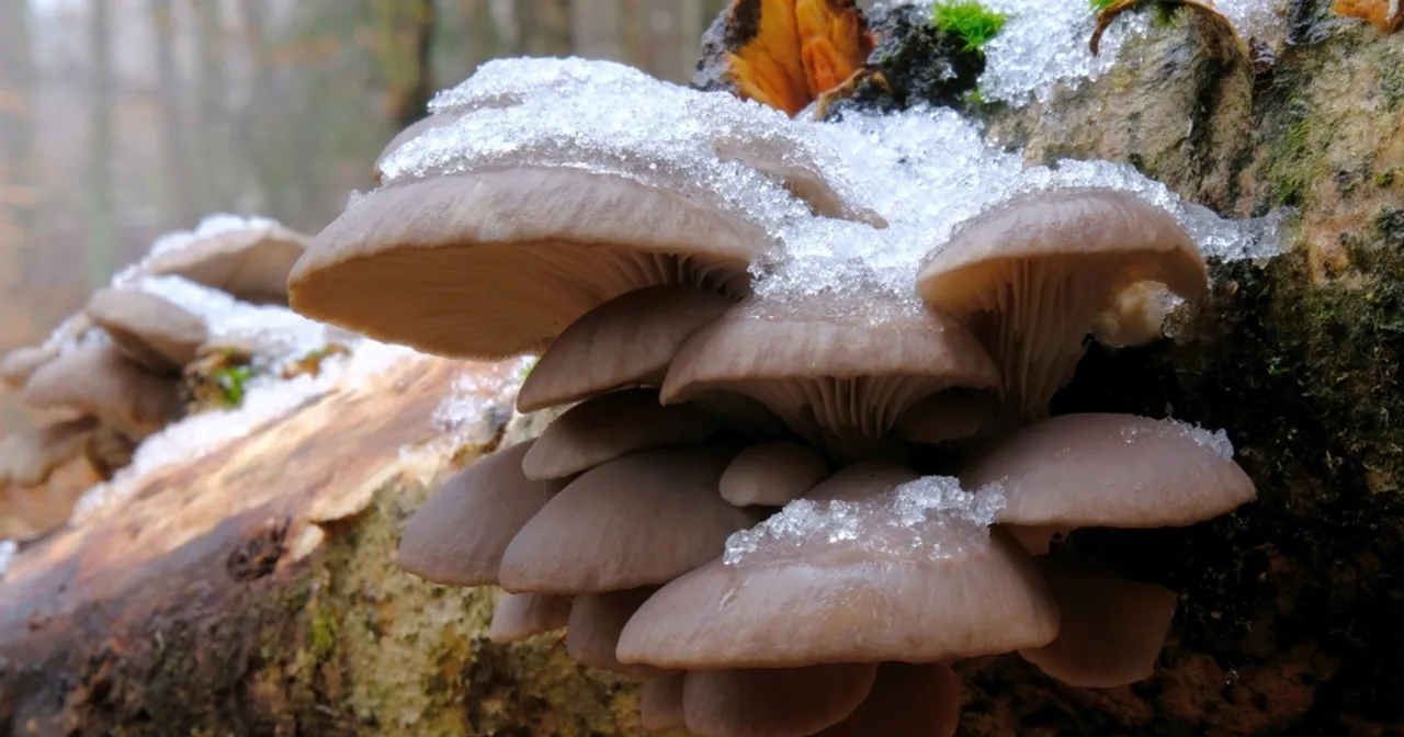 Zimowy las z grzybami