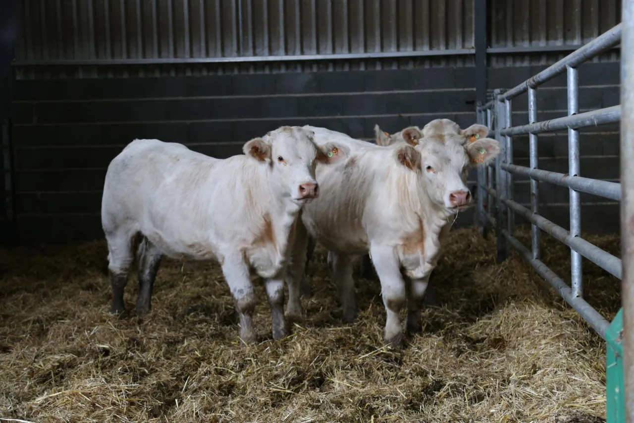 Dwa białe bydło szarolez w oborze na słomie.