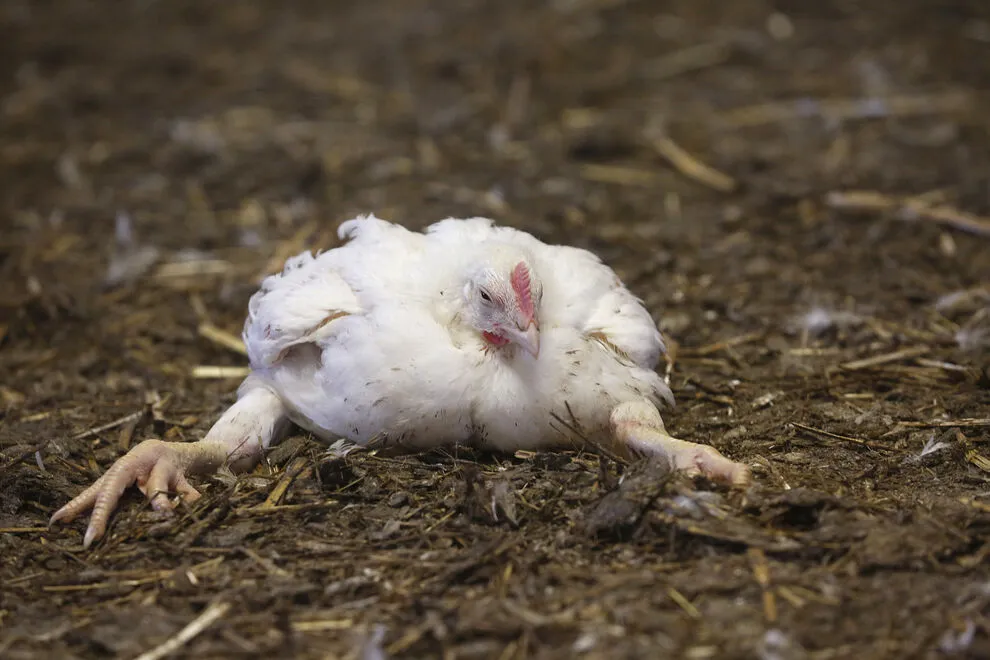 Kurczak brojler na fermie przemysłowej