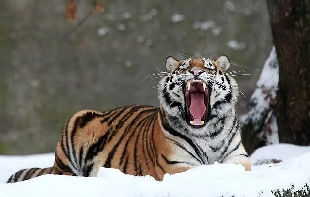 Ochrona tygrysów zagrożonych wyginięciem