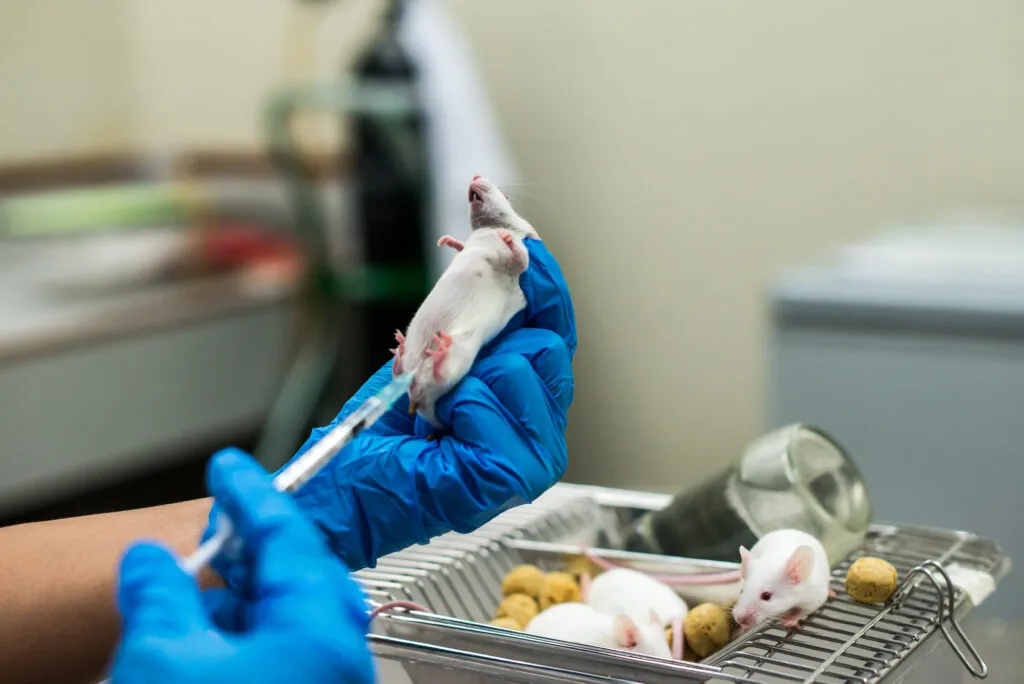 mysz laboratoryjna w badaniach naukowych