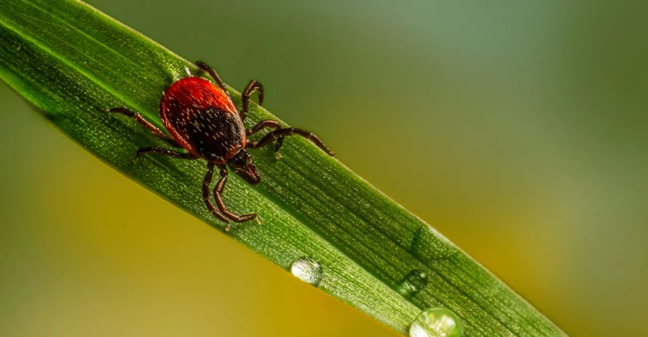 Porównanie metod ochrony przed kleszczami