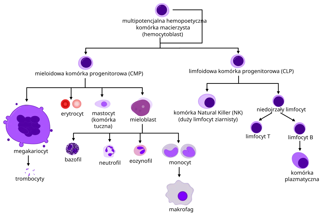 schemat komórek granulocytów neutrofile eozynofile bazofile