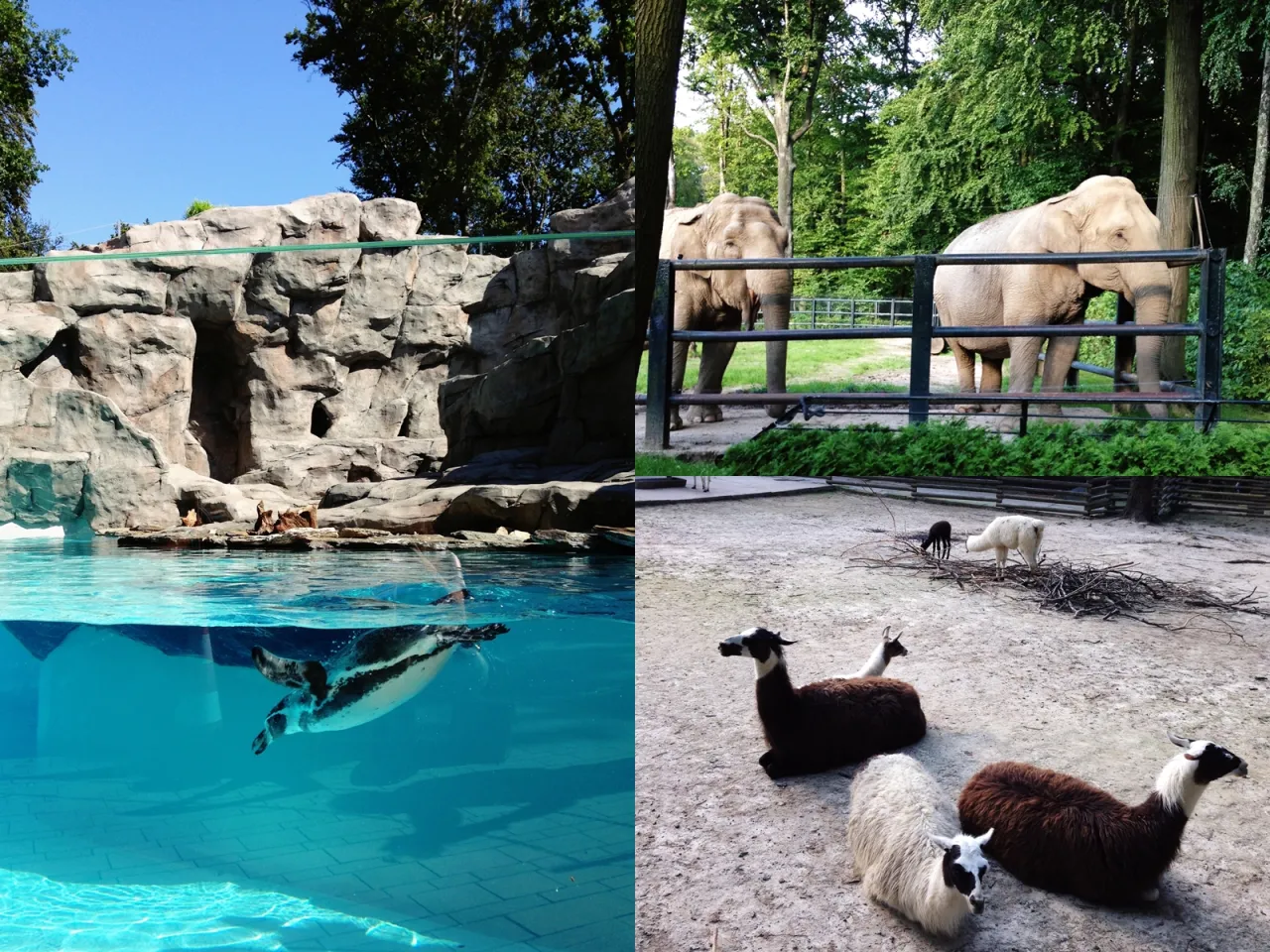 Krakowskie ZOO z dziećmi, zwierzęta