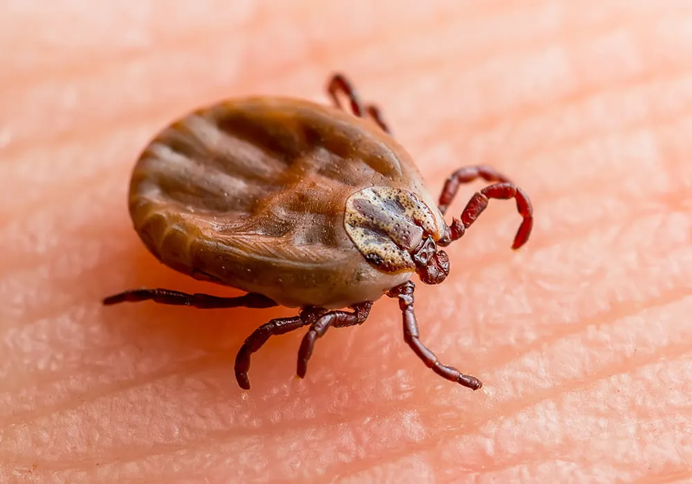 jak wygląda kleszcz, anatomia kleszcza, kleszcz z bliska