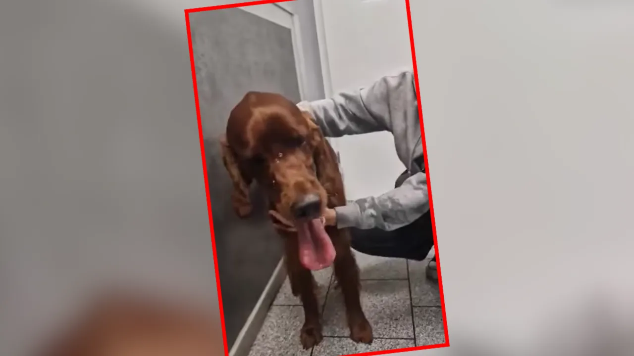 Pies u weterynarza w nocy na ostrym dyżurze