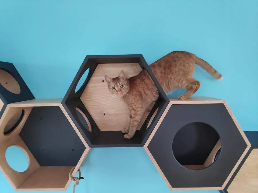 kreatywne półki dla kota heksagony