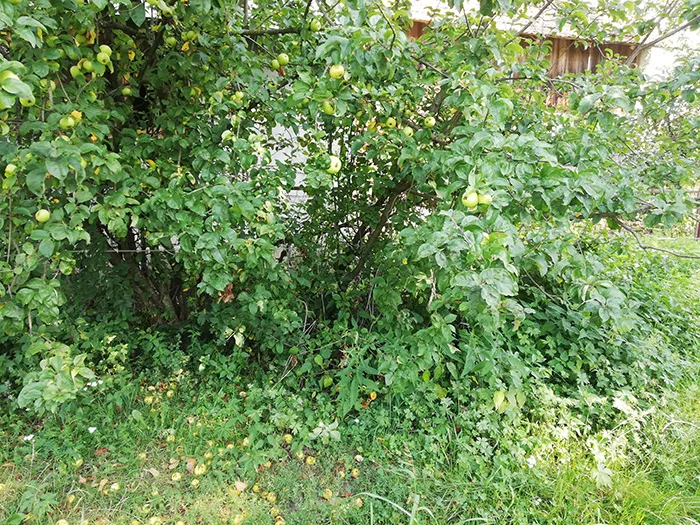 toksyczne rośliny dla konia