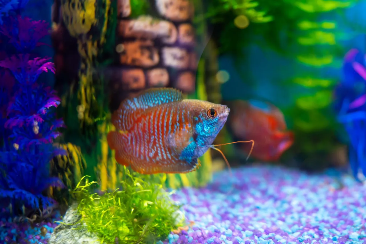 akwarium 100l obsada przykładowa