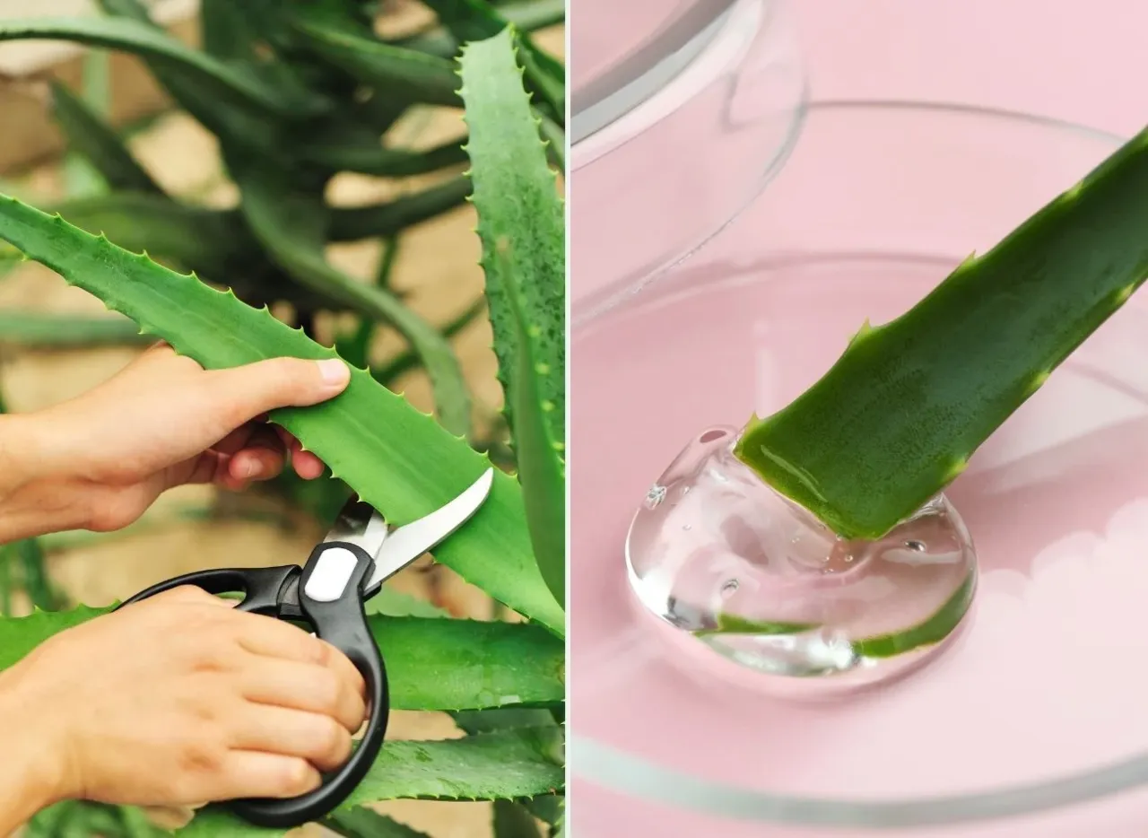 Zdrowy aloes w doniczce z widocznymi liśćmi