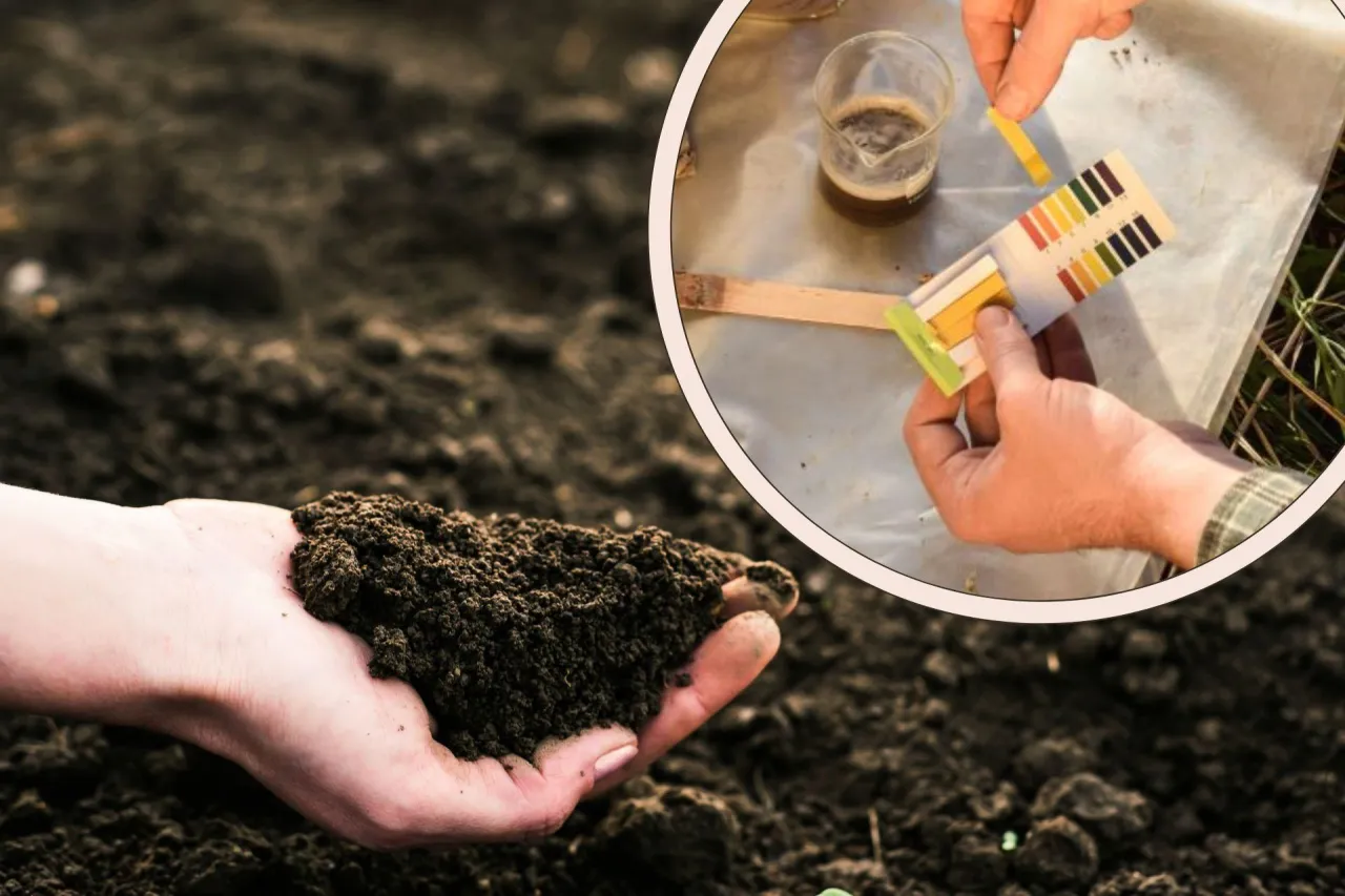 Dłoń trzyma żyzną ziemię, a w tle test pH gleby. Poznaj, jak użyźnić glebę, by rośliny rosły bujnie.