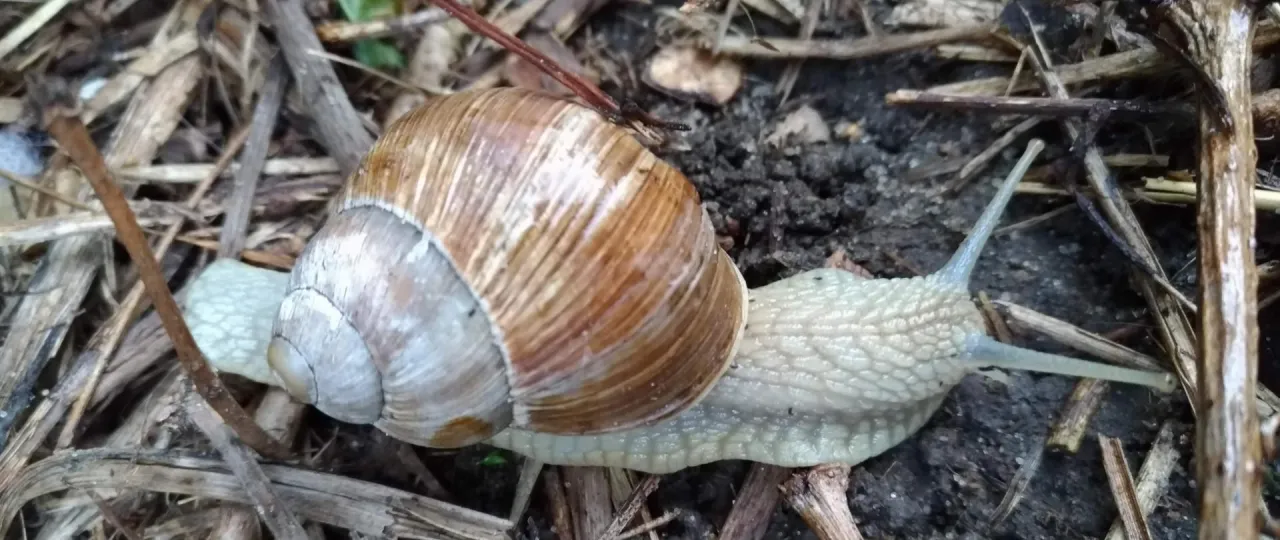 Ślimaki winniczki w workach raszlowych do transportu