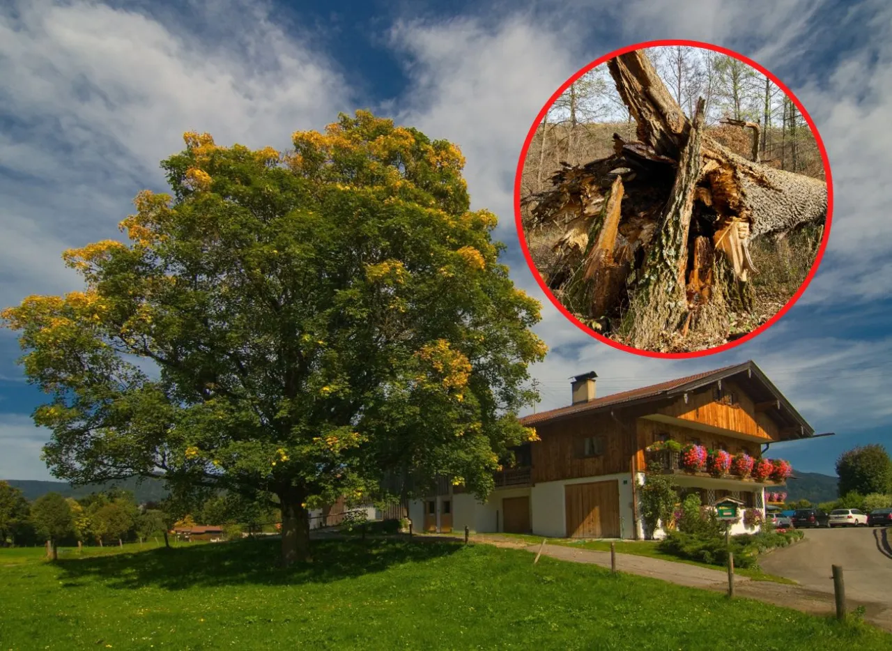 Zdjęcie Jakie drzewa sadzić na osiedlach, by uniknąć problemów z infrastrukturą?