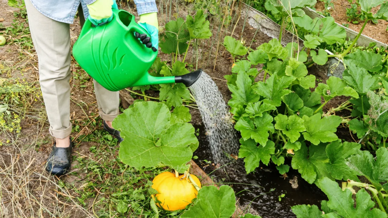 Podlewanie dyni w ogrodzie