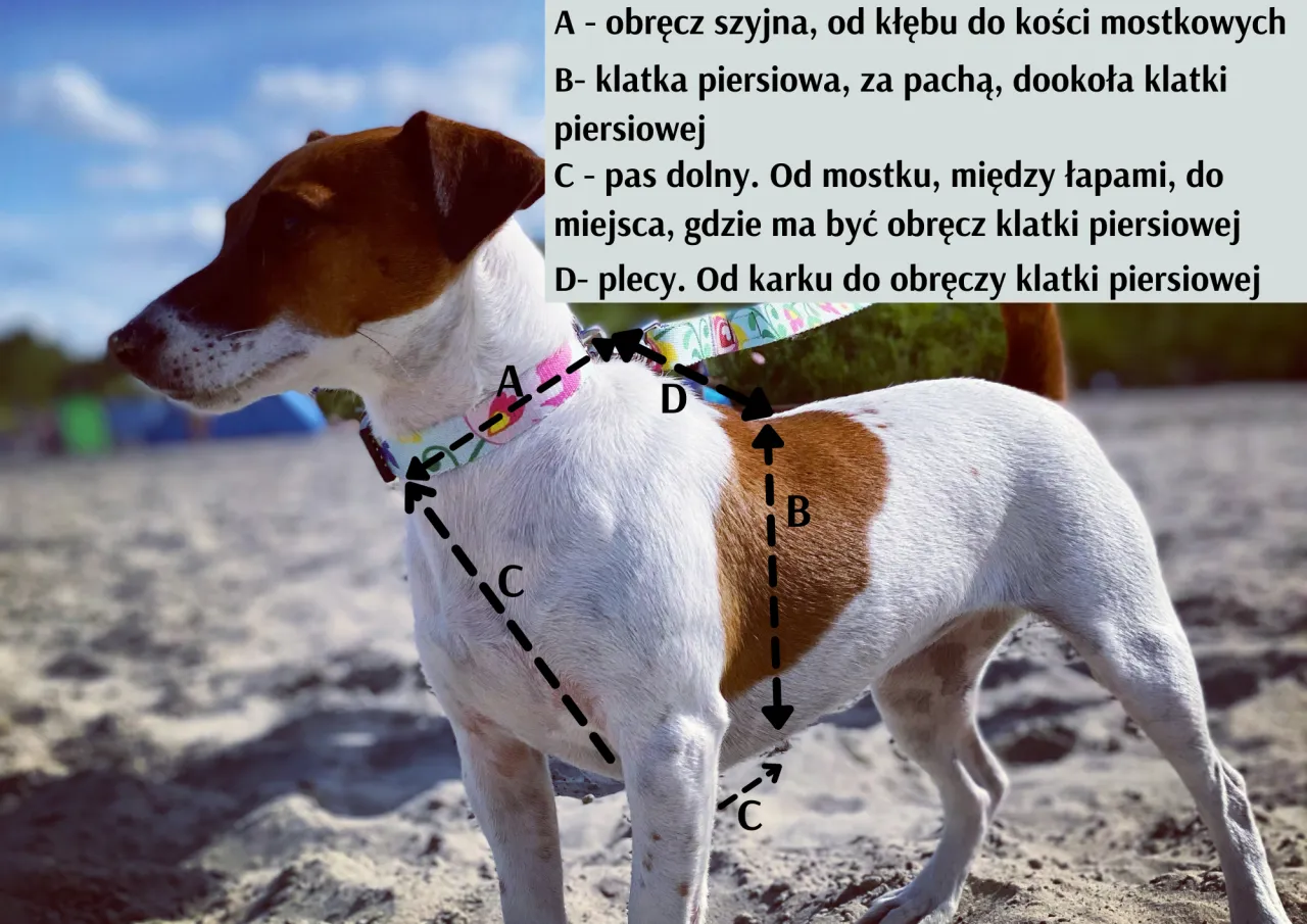 jak zmierzyć psa do szelek