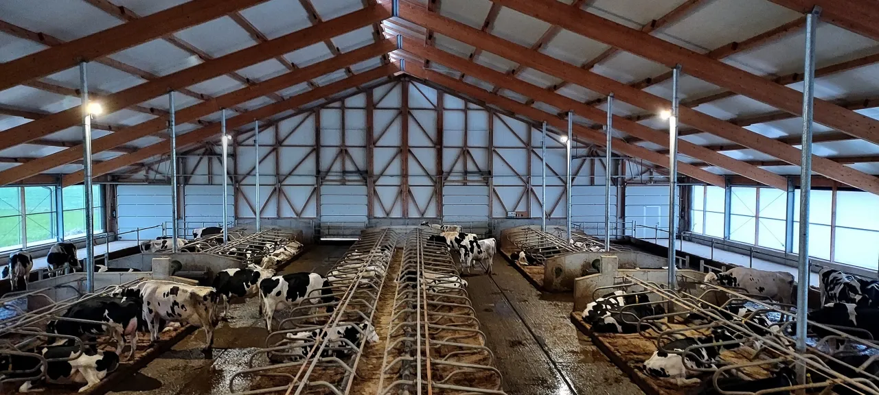 Nowoczesna obora z systemem stanowisk dla bydła. Widać tu, jak zrobić stanowiska dla byk&oacute;w, zapewniając im komfort i przestrzeń.