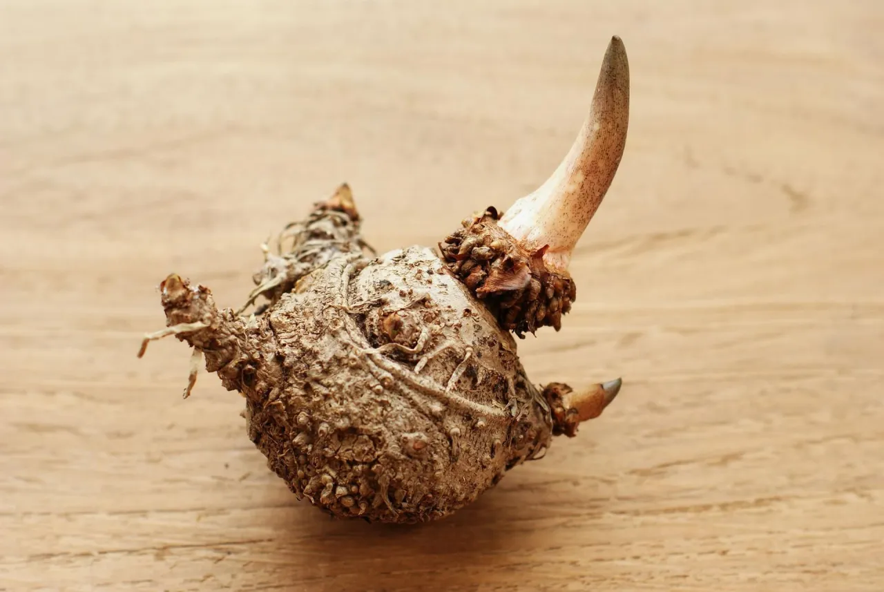 Roślina Amorphophallus konjac i mąka konjac