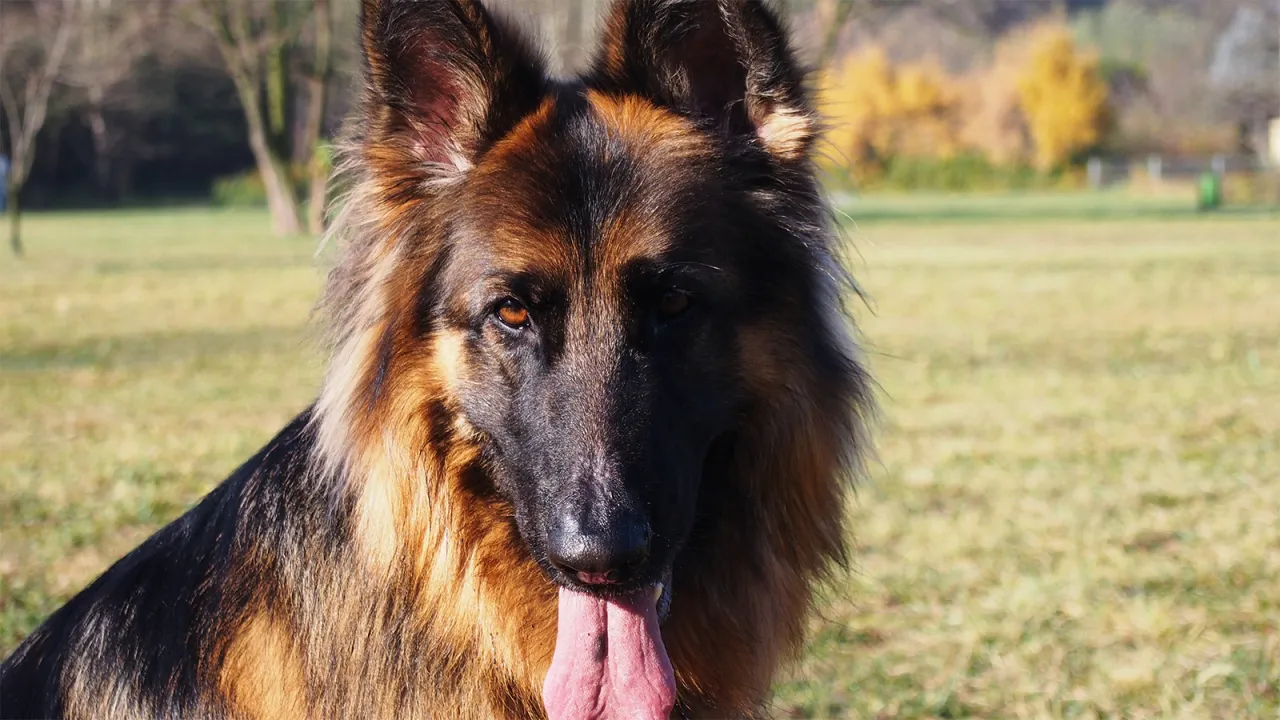 Etapy rozwoju sierści owczarka niemieckiego długowłosego