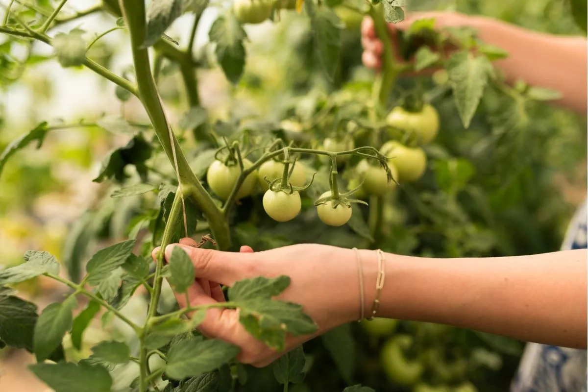 Dłoń delikatnie przycina pędy pomidor&oacute;w, by zapewnić im lepszy wzrost. W tle zielone, niedojrzałe owoce.