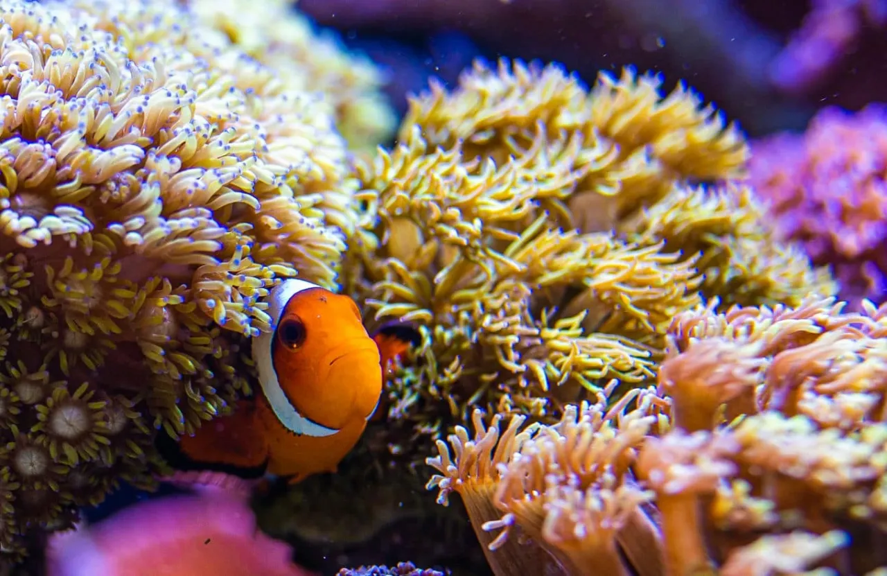 odpowiedzialność akwarysty morskiego