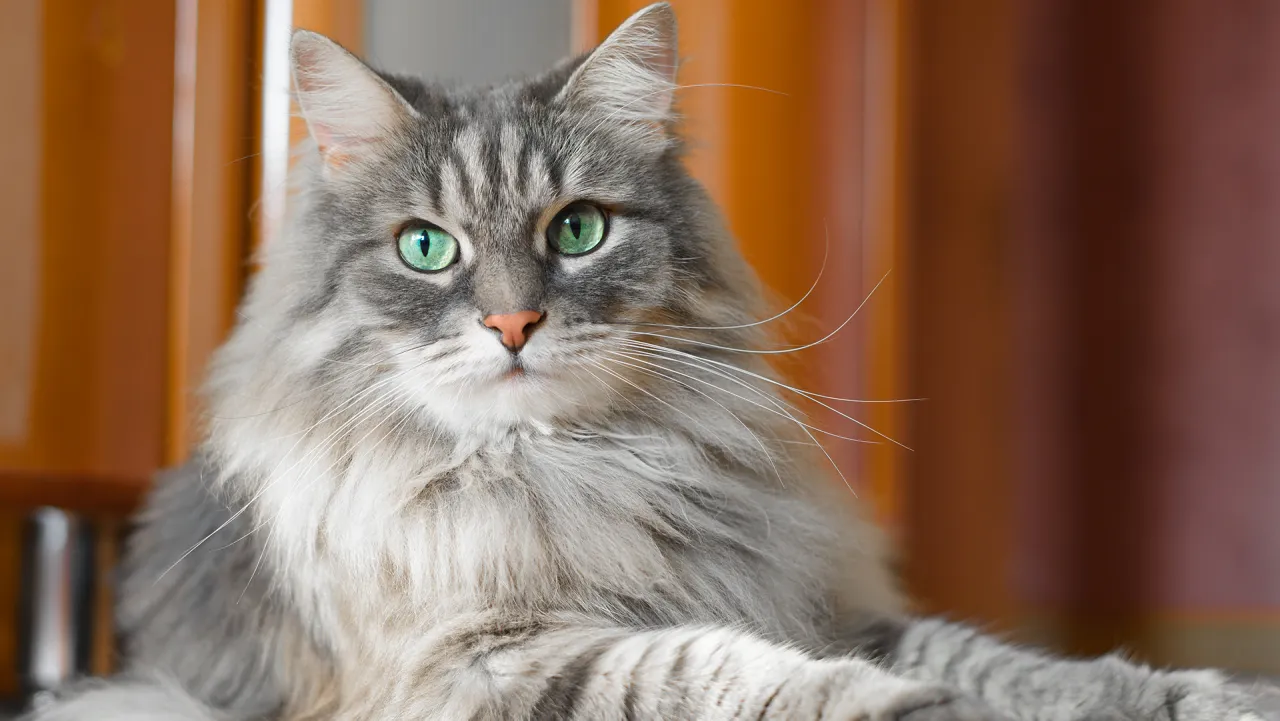 Kot Syberyjski i jego długa sierść