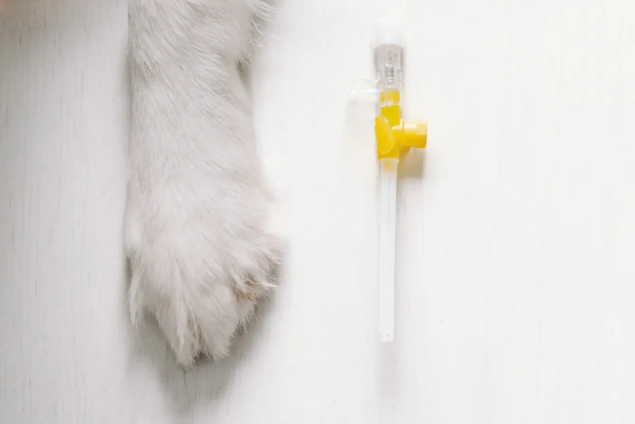 Biała łapka psa obok wenflonu. Czy pies cierpi przy usypianiu?