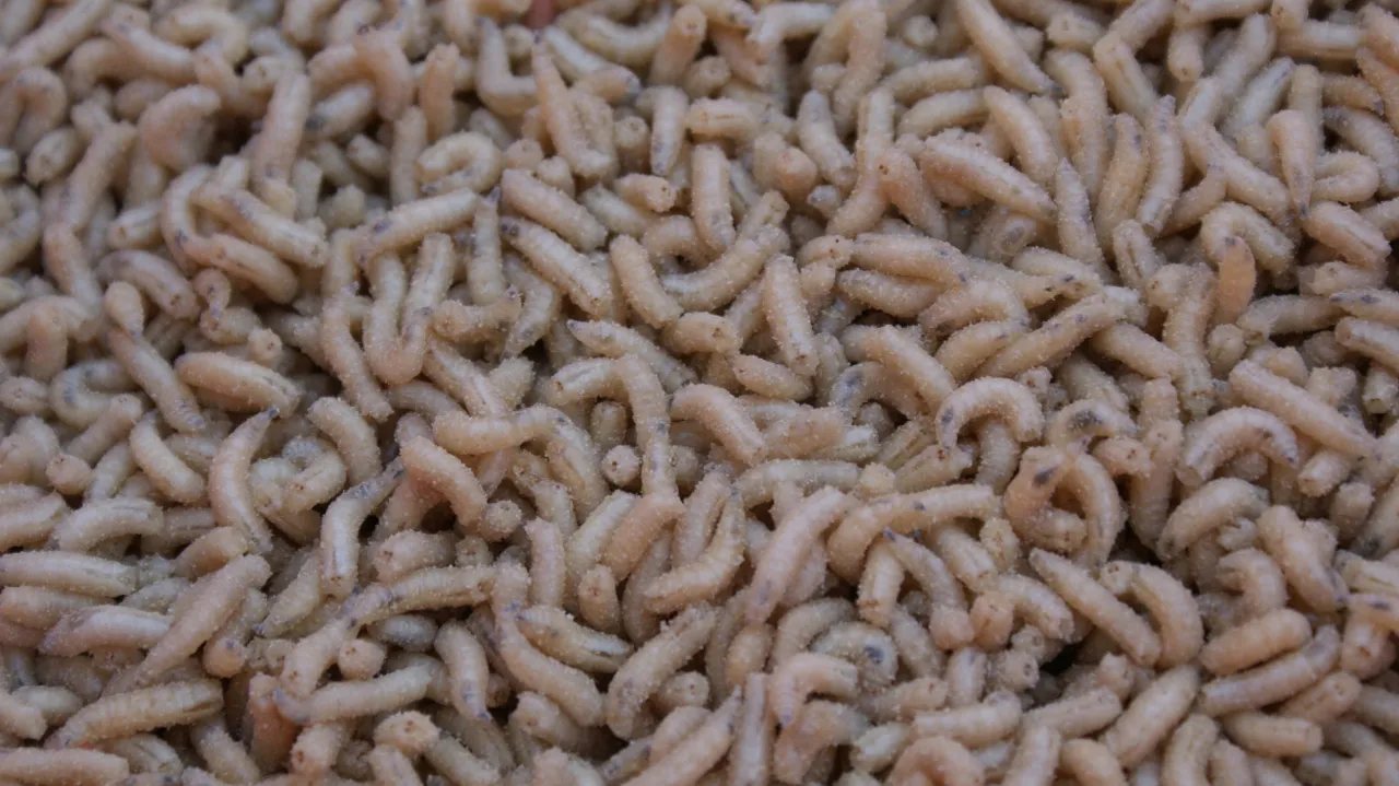 Wędkarz z białymi robakami