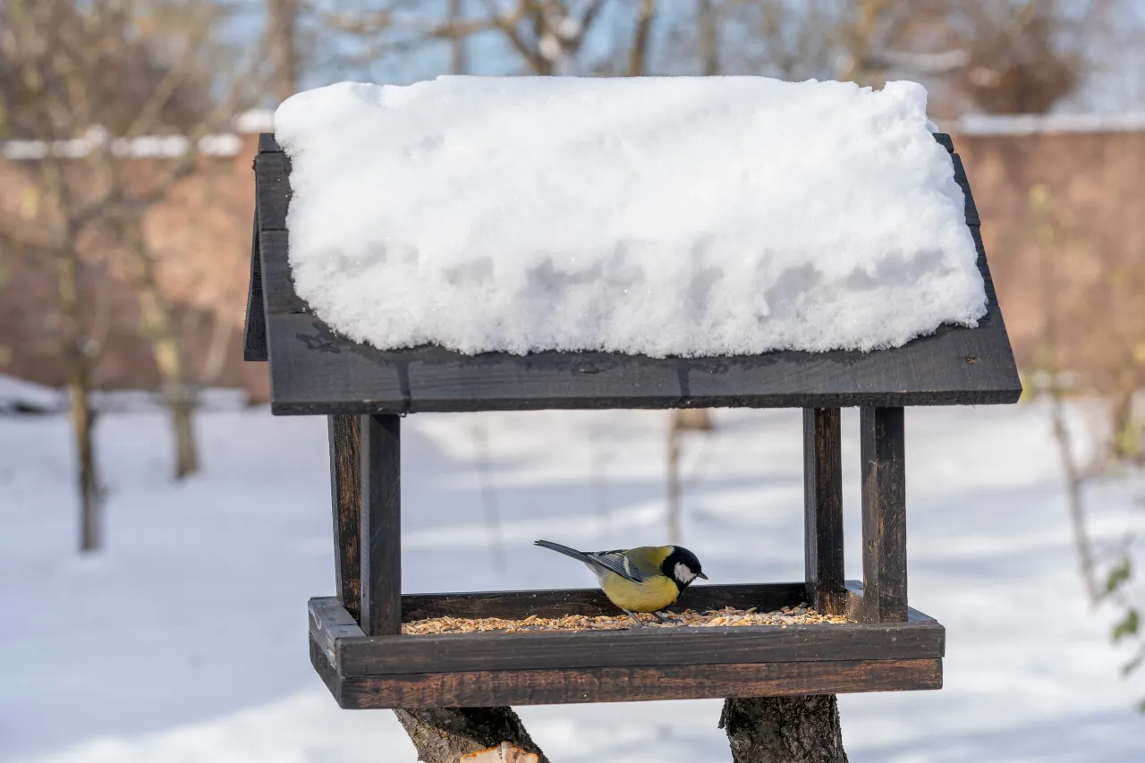 Sikorka bogatka na karmniku, gdzie zimują sikorki, szuka pożywienia wśród ziaren.