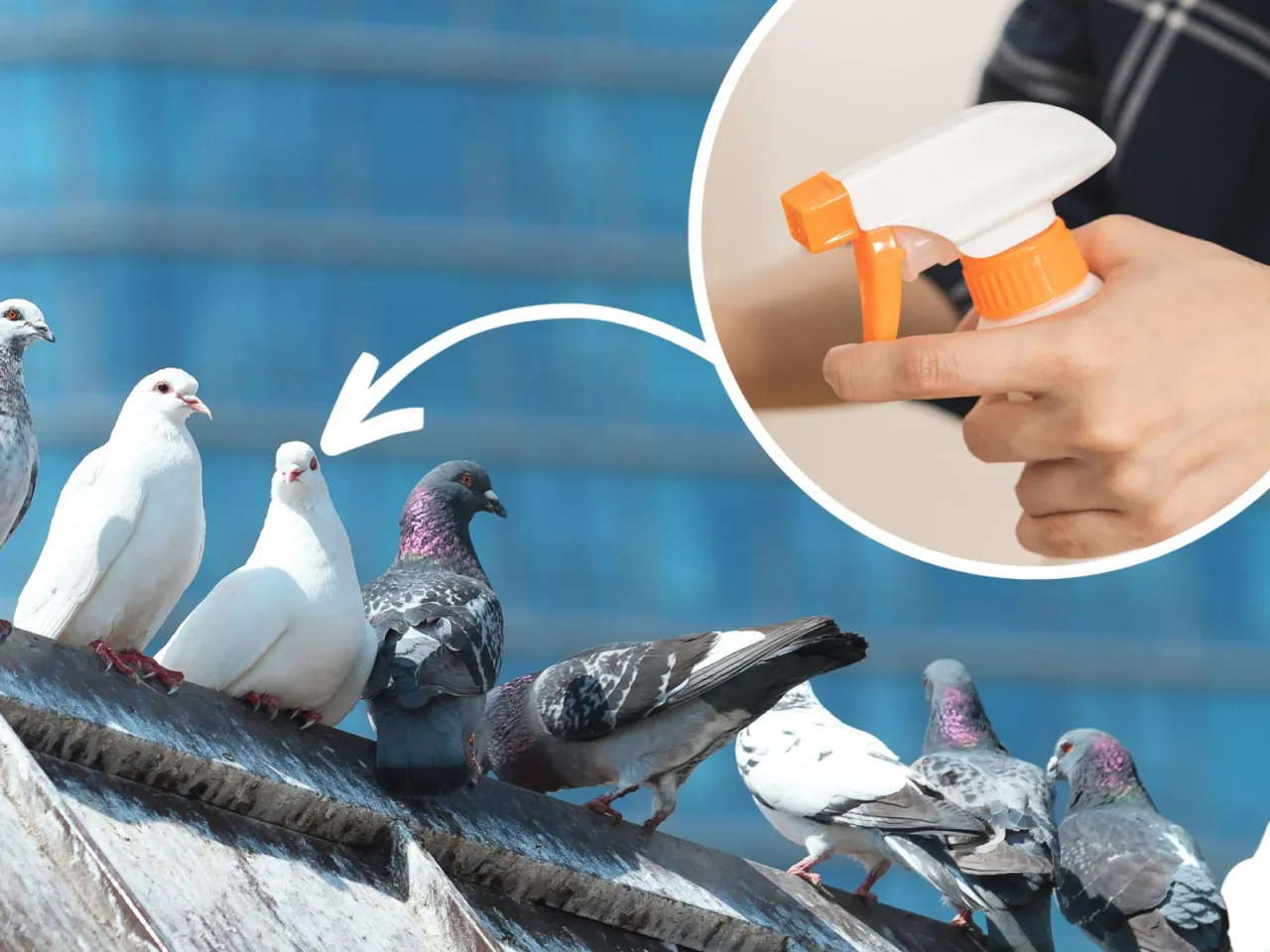 humanitarne odstraszanie gołębi balkon