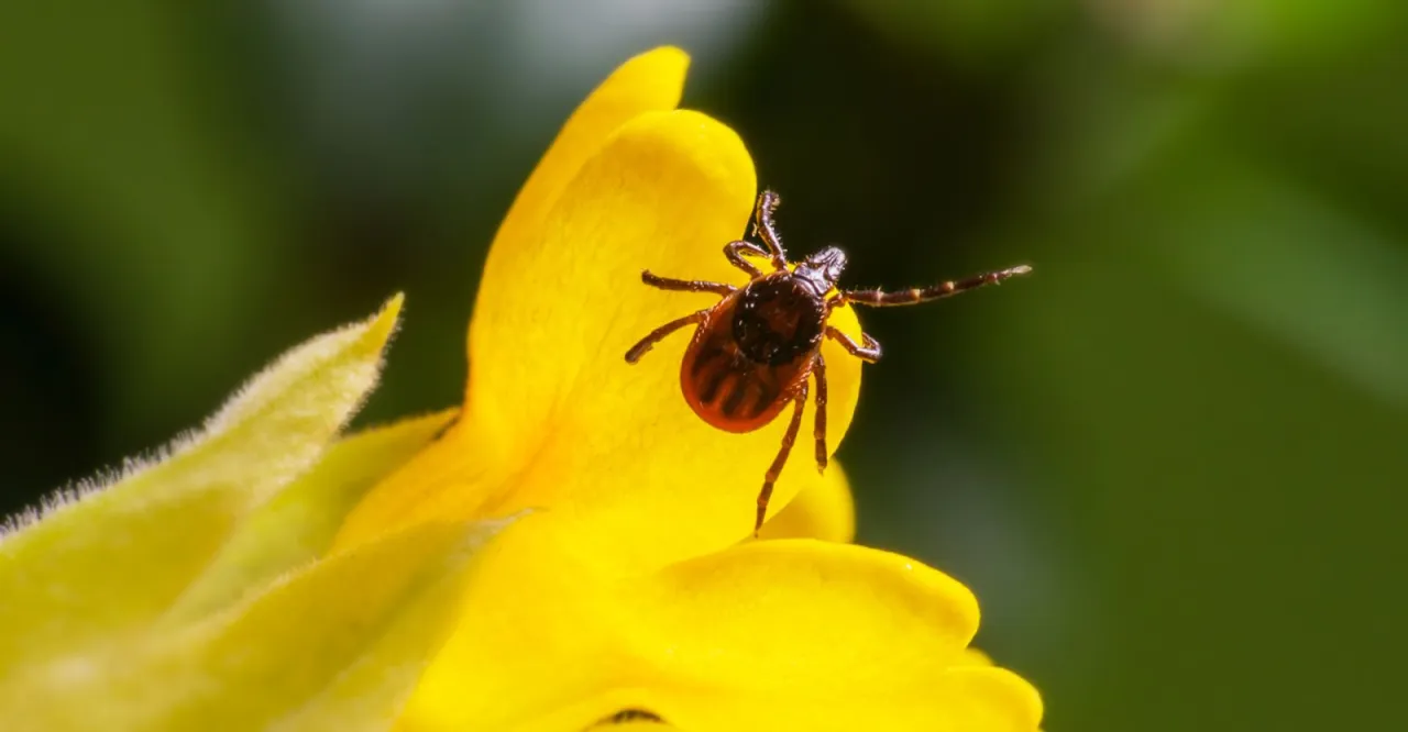 Kalendarz aktywności kleszczy Polska
